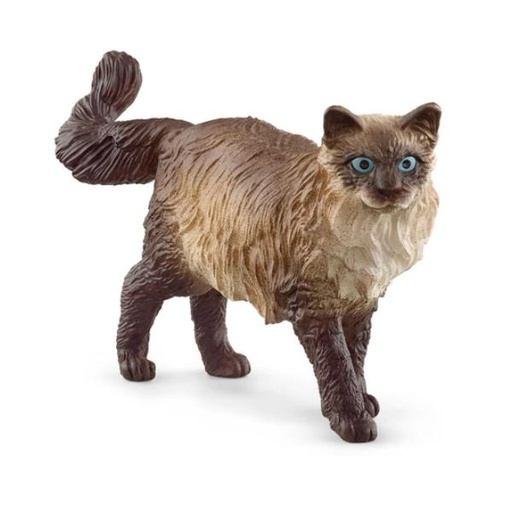 [13940A] RAGDOLL CAT (5)